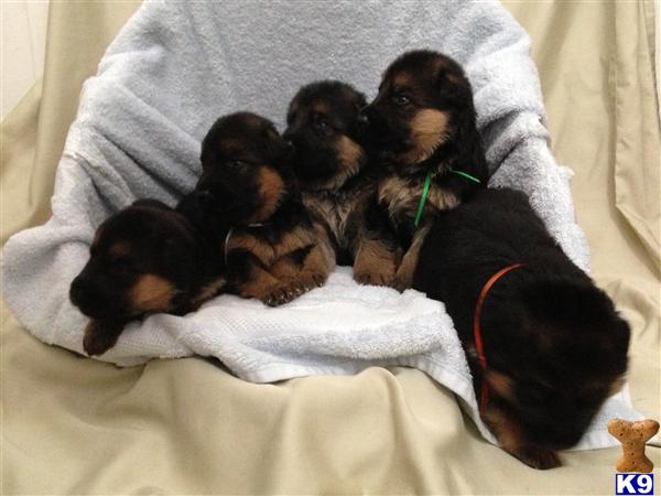 German Shepherd Puppies in FL