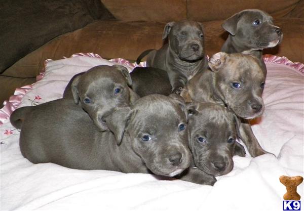 American Pit Bull Puppies for Sale in North Carolina