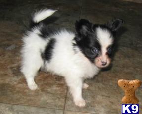 Papillon Puppies