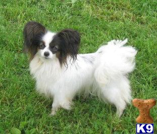 Dogs - Papillon