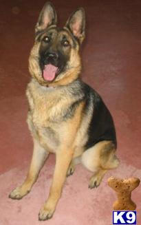 Dogs - German Shepherd
