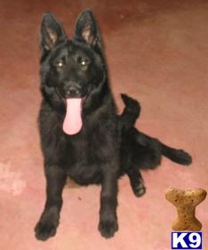 Dogs - German Shepherd