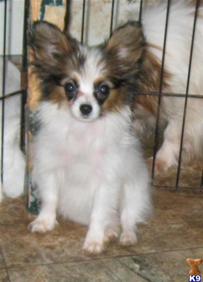 Papillon Puppies for Sale