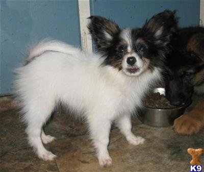 Papillon Puppies for Sale