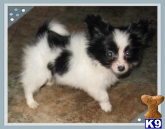 Papillon Puppies