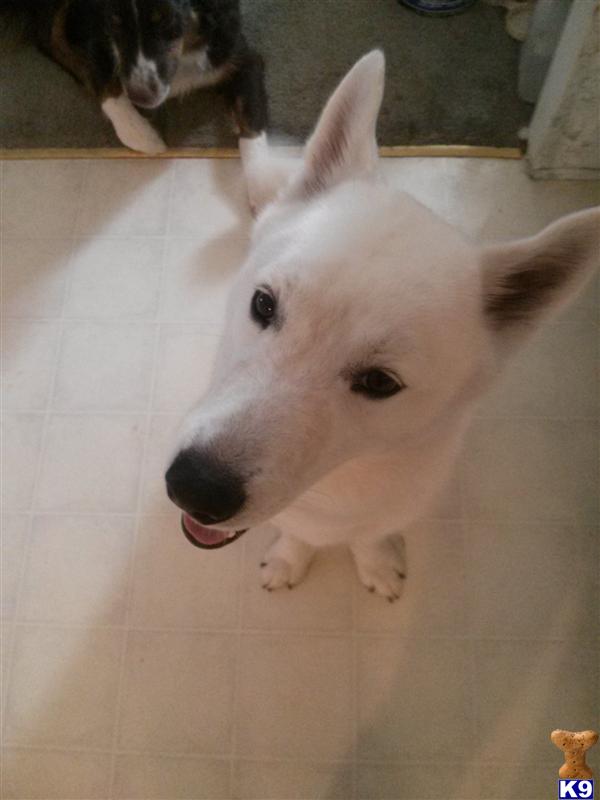 Stud Dogs - Siberian Husky