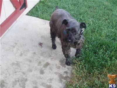 Dogs for Sale in OH