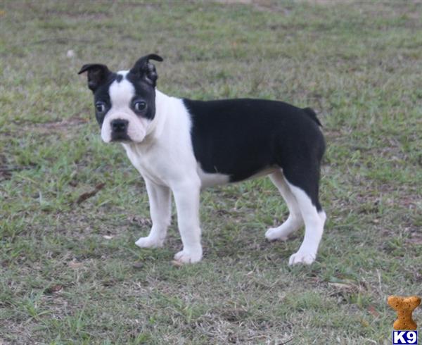 Puppies in Gordo