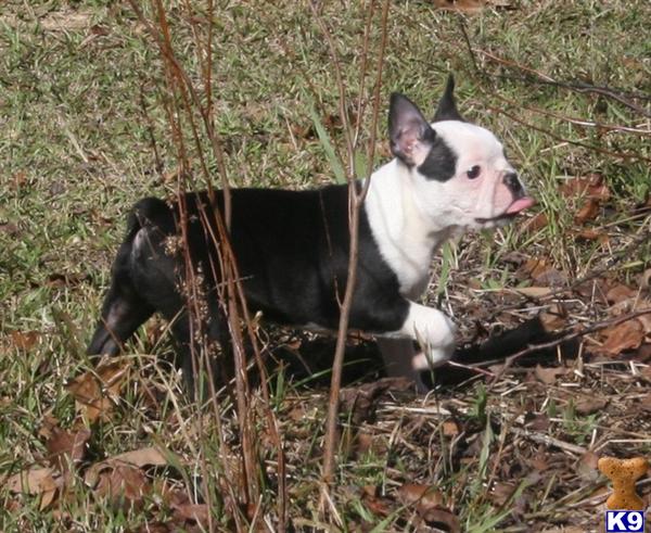 Puppies in Gordo