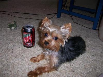 Stud Dogs - Yorkshire Terrier