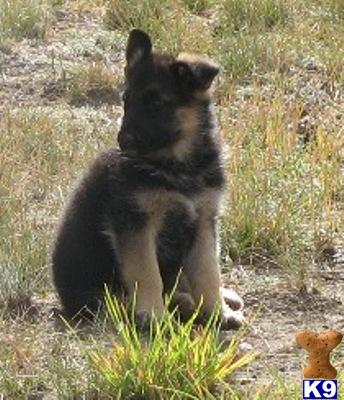 Puppies in OR