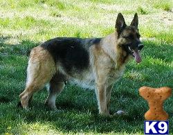 Dogs for Sale in OR