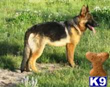 Dogs for Sale in OR