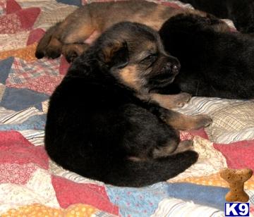 Puppies in OR