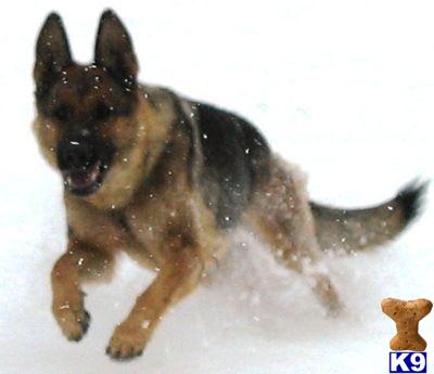 Dogs for Sale in OR