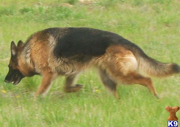 Dogs for Sale in OR