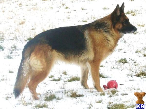 Dogs for Sale in OR