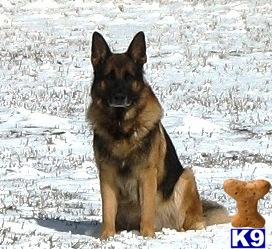 Stud Dogs in OR