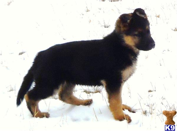 Puppies in OR