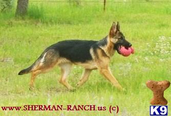 Dogs for Sale in OR