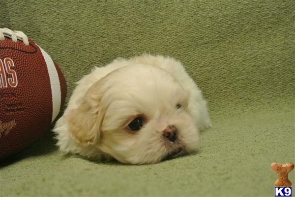 Shih Tzu Puppies in TX