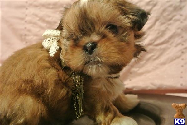 Shih Tzu Puppies in TX
