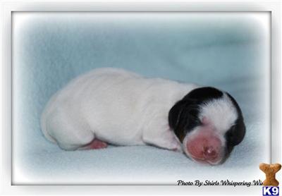Puppies in MA