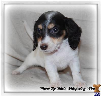 Puppies in MA