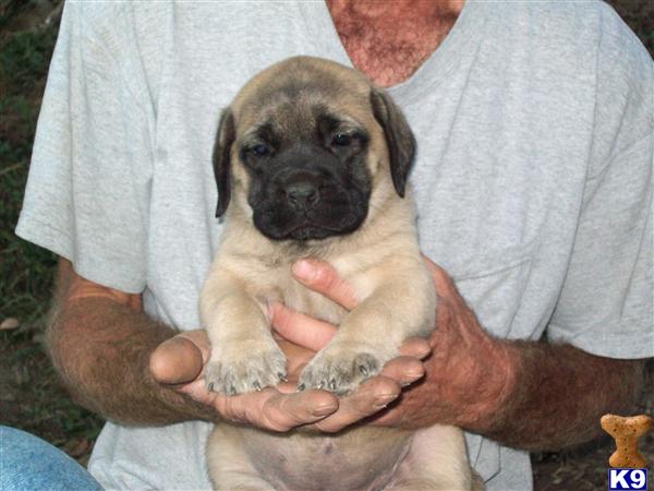 Mastiff Puppies