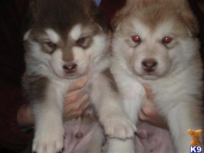 Puppies in Monroe