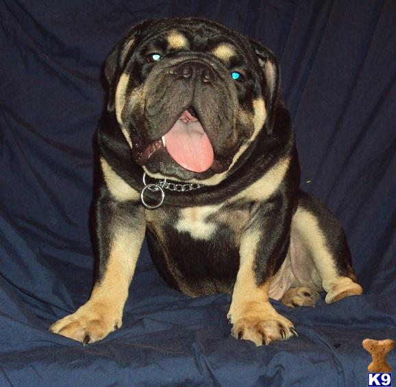 Stud Dogs in OH