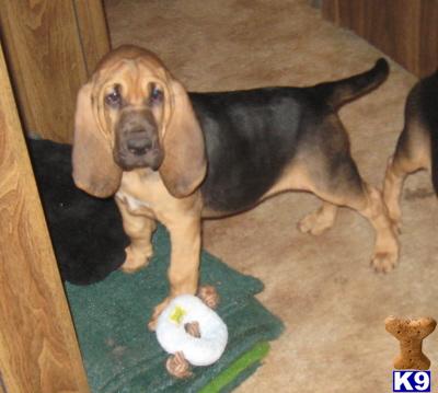 Bloodhound Puppies in TX