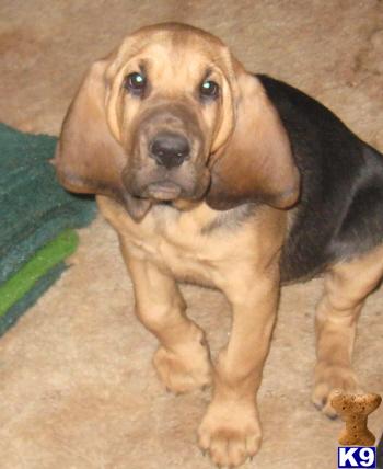 Bloodhound Puppies in TX