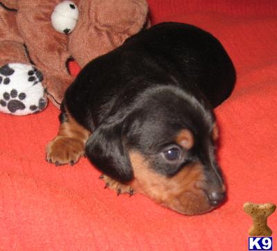 Dachshund Puppies in TX