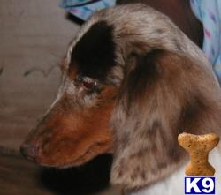 Dachshund Puppies in TX