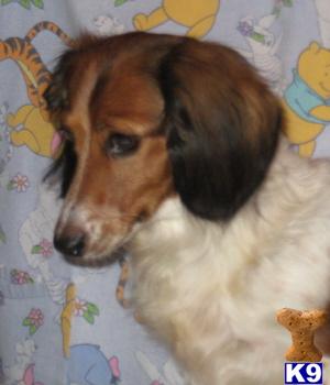 Dachshund Puppies in TX