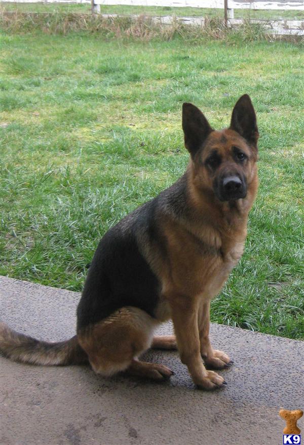 Dogs for Sale in OR