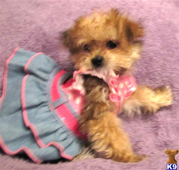 Puppies in Orem
