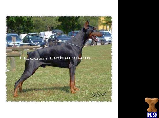 Doberman Pinscher Puppies for Sale