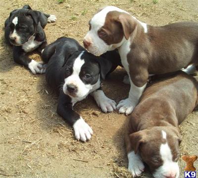 Dogs for Sale in CA