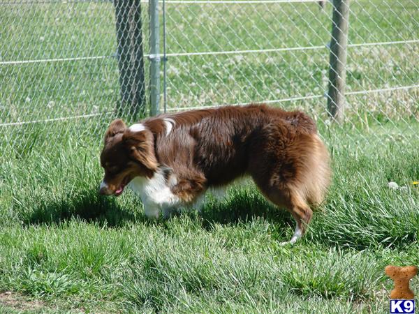 Stud Dogs - Australian Shepherd