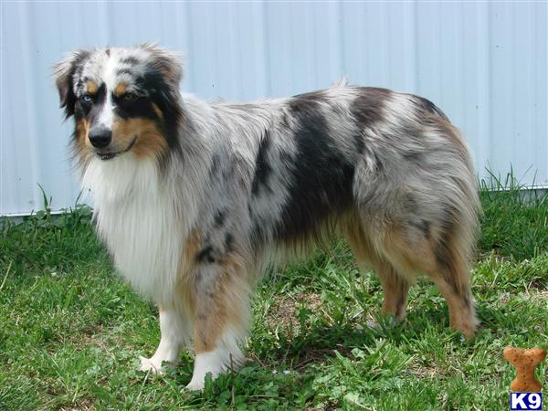 Stud Dogs - Australian Shepherd