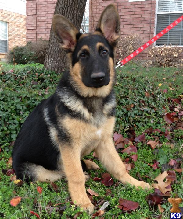 German Shepherd Puppies in TX