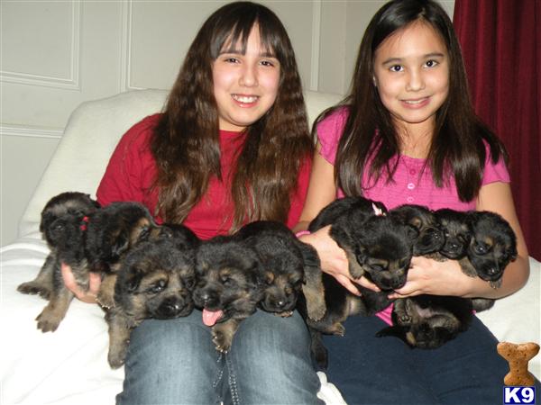 German Shepherd Puppies