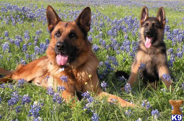 German Shepherd Puppies