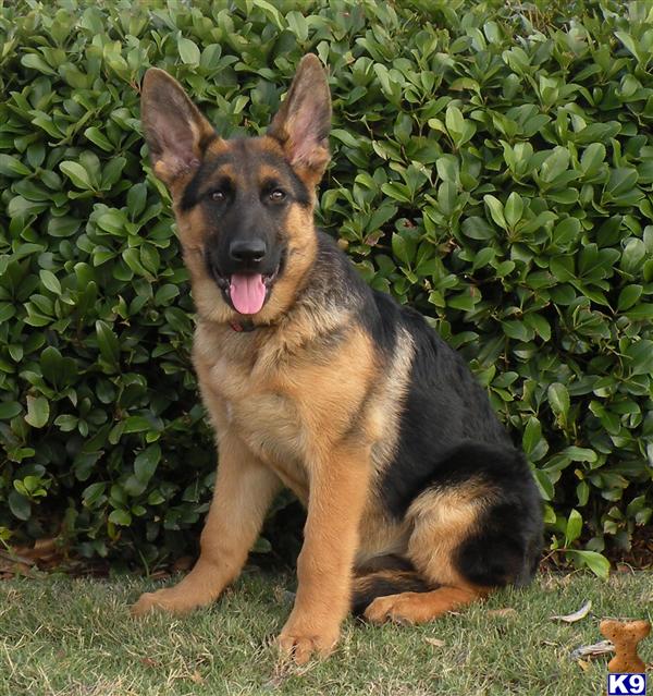 German Shepherd Puppies