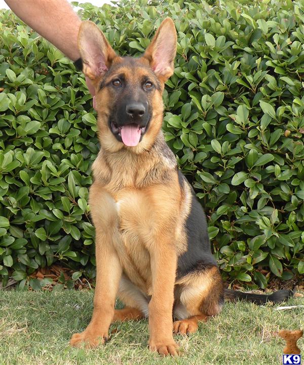 German Shepherd Puppies