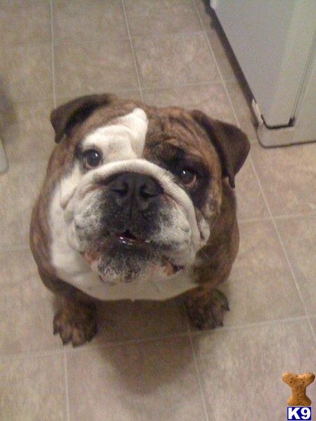 Stud Dogs in OR