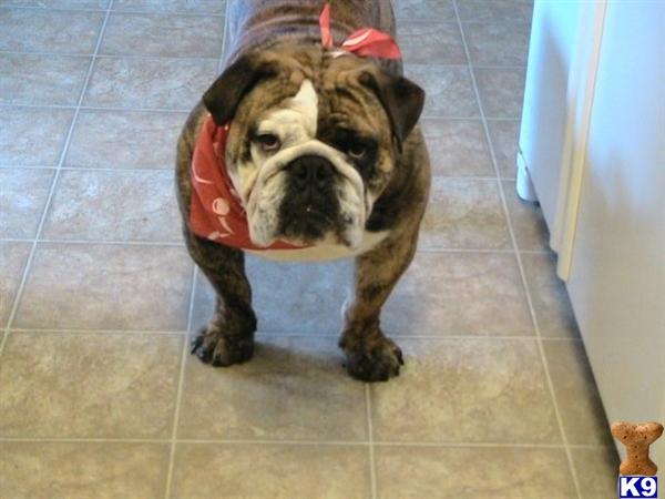 Stud Dogs in OR