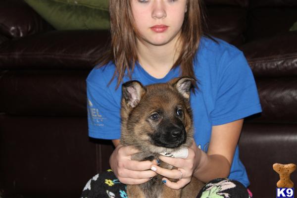 Puppies in ID